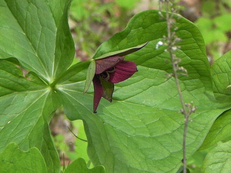 Bloeiende Trillium erectum in bosrijke omgeving met groene bladeren.