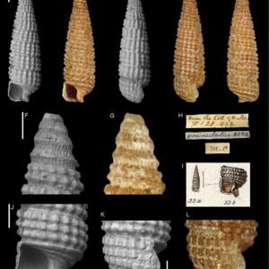 Rode Triphora orchidee bloem met kleigrond.