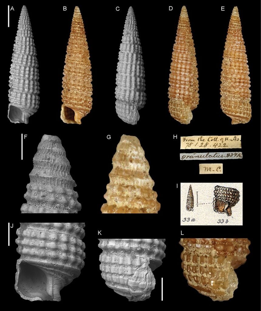 Rode Triphora orchidee bloem met kleigrond.