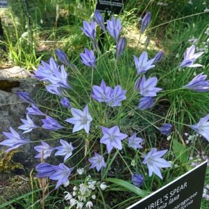 Bloeiende Triteleia plant in VanDusen Botanical Garden, Vancouver, BC.