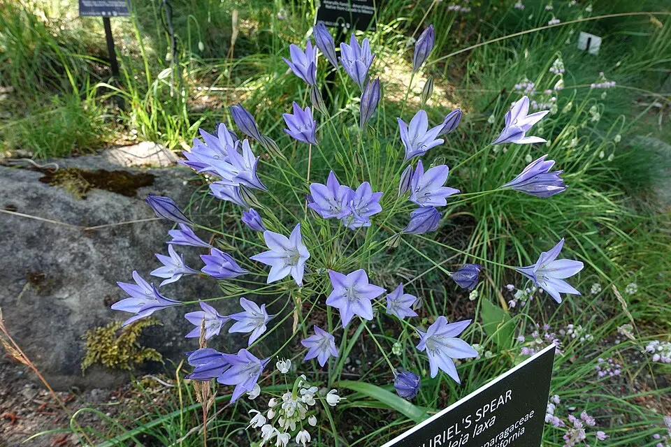 Bloeiende Triteleia plant in VanDusen Botanical Garden, Vancouver, BC.