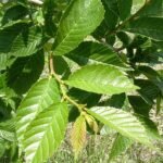 Close-up of glossy green serrated leaves of Ulmus ‘Morton Glossy’.