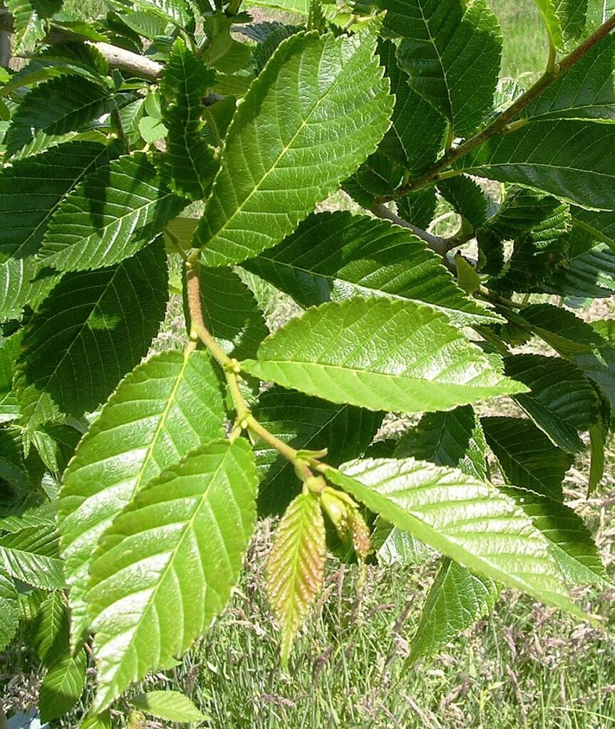 Close-up of glossy green serrated leaves of Ulmus ‘Morton Glossy’.