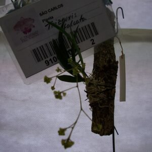 Stijlvolle Trizeuxis falcata met zilverkleurige afwerking.