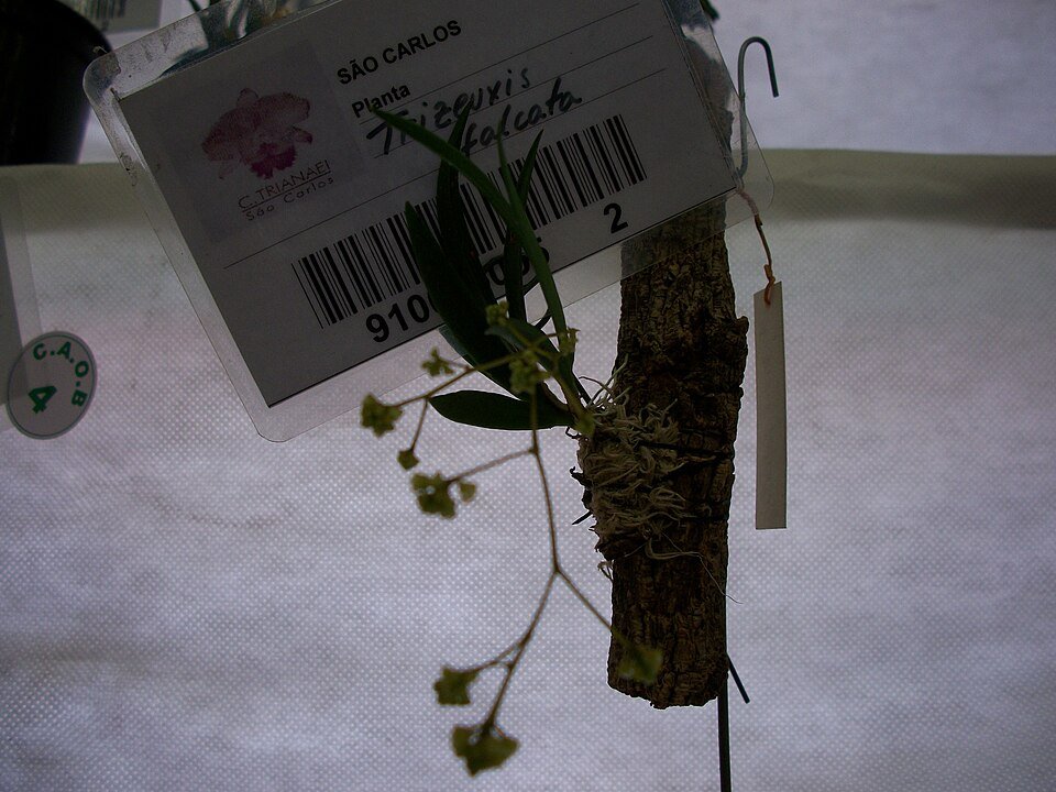 Stijlvolle Trizeuxis falcata met zilverkleurige afwerking.