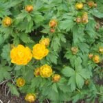 Gele Trollius asiaticus bloem op groene bladeren achtergrond.