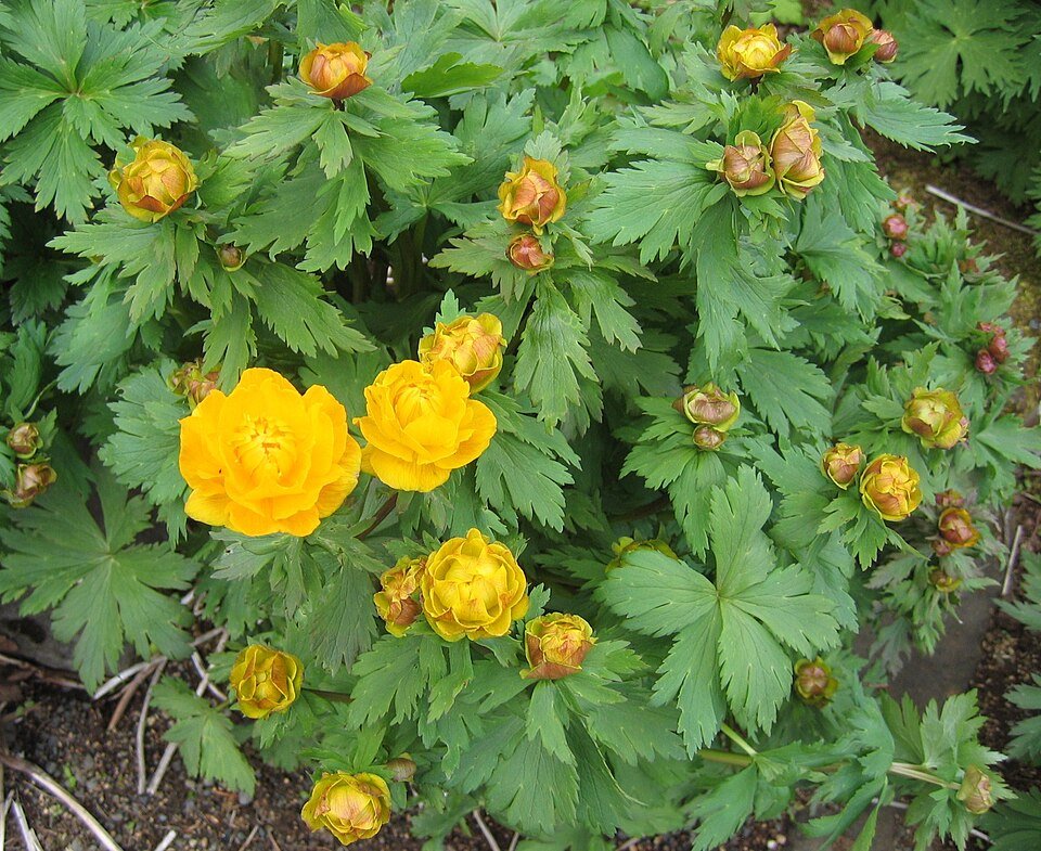 Gele Trollius asiaticus bloem op groene bladeren achtergrond.