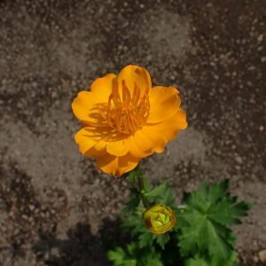 Golden Queen Trollius chinensis bloem op groene achtergrond.