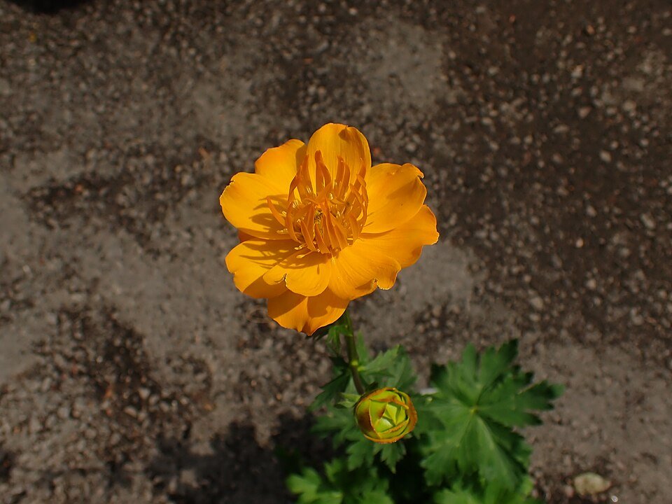 Golden Queen Trollius chinensis bloem op groene achtergrond.