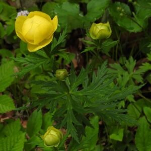Gele Trollius europaeus bloem in volle bloei.