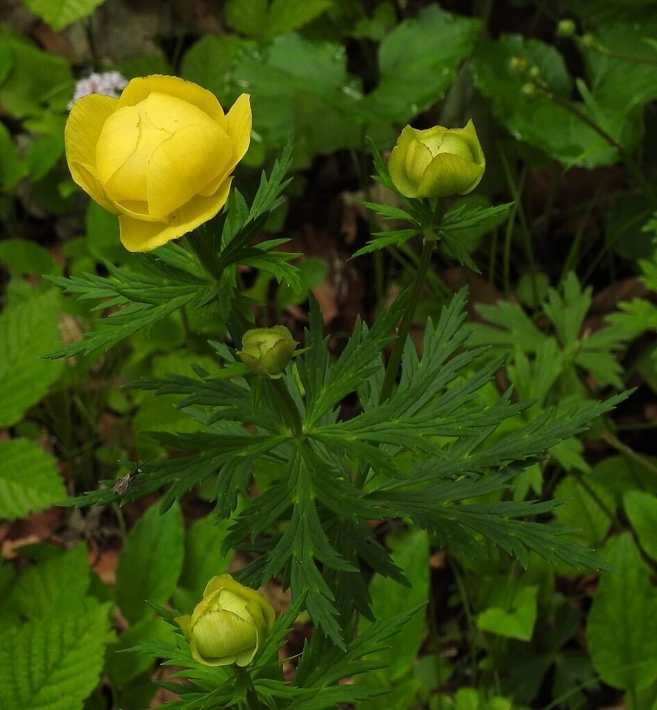 Gele Trollius europaeus bloem in volle bloei.