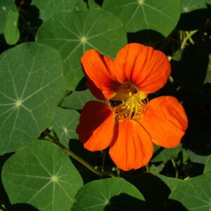 Bloeiende Oost-Indische kers plant met heldere oranje bloemen en groene bladeren.