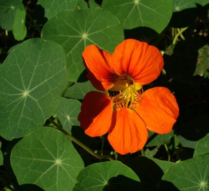 Bloeiende Oost-Indische kers plant met heldere oranje bloemen en groene bladeren.