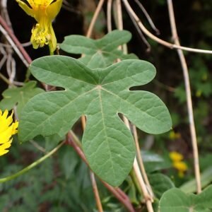 Klimmende Nasturtiumplant met ronde bladeren en gele bloemen op groene achtergrond.