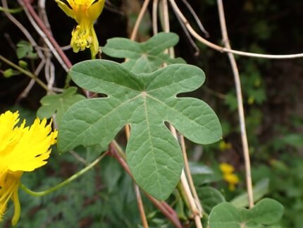Klimmende Nasturtiumplant met ronde bladeren en gele bloemen op groene achtergrond.