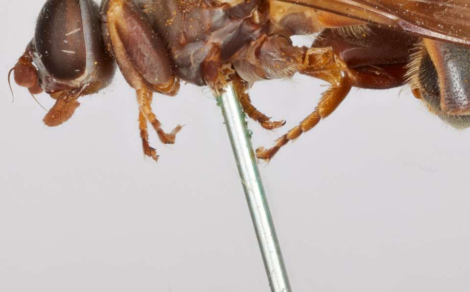 Bloeiende Tropidia calcarata orchidee met groene bladeren en delicate bloemen.