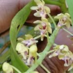 Tuberolabium zollingeri orchidee bloemen op groene bladeren in close-up.
