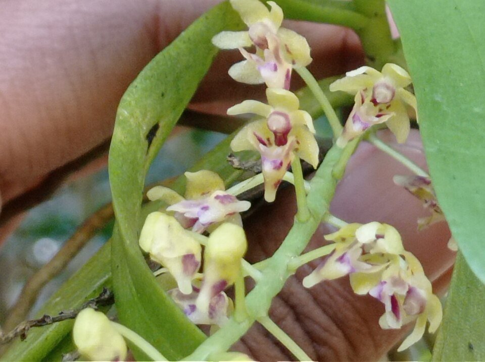 Tuberolabium zollingeri orchidee bloemen op groene bladeren in close-up.