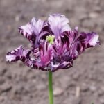 Tulp in blauwe papegaaienprint.