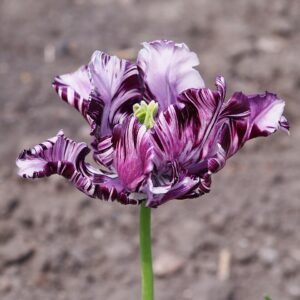 Tulp in blauwe papegaaienprint.