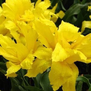 Tulp - Dubbel vroeg gele tulpenbloem close-up.