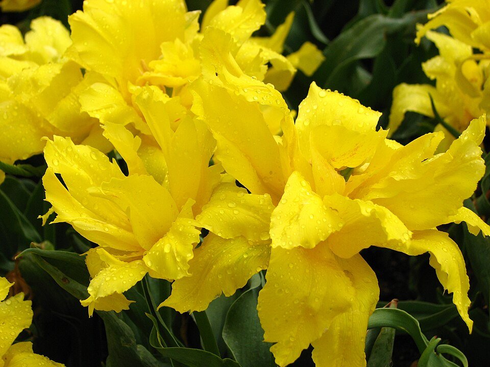Tulp - Dubbel vroeg gele tulpenbloem close-up.