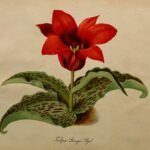 Tulp Greigii bloem in rood en geel, close-up.