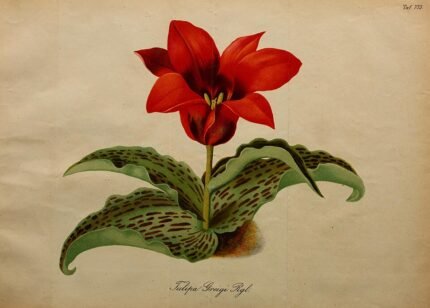 Tulp Greigii bloem in rood en geel, close-up.