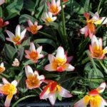 Tulp – Kaufmanniana waterlelie tulp cultivar in Capel Manor College Gardens.