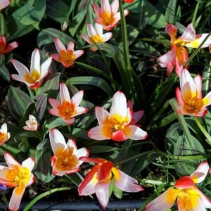 Tulp – Kaufmanniana waterlelie tulp cultivar in Capel Manor College Gardens.