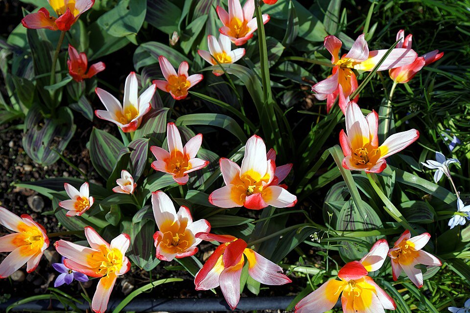 Tulp – Kaufmanniana waterlelie tulp cultivar in Capel Manor College Gardens.