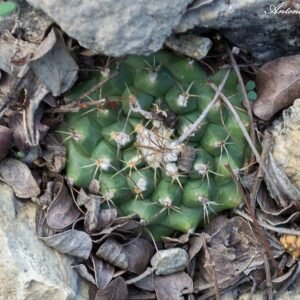 Turbinicarpus laui cactus in pot with white stones.