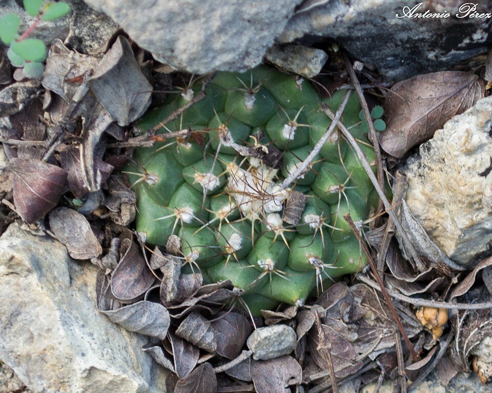 Turbinicarpus laui cactus in pot with white stones.