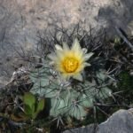 Rare Turbinicarpus gielsdorfianus cactus with white flowers and green spines.