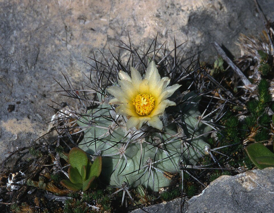 Rare Turbinicarpus gielsdorfianus cactus with white flowers and green spines.