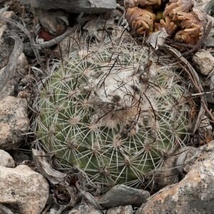 Turbinicarpus saueri cactus met roze bloem en stenen achtergrond.