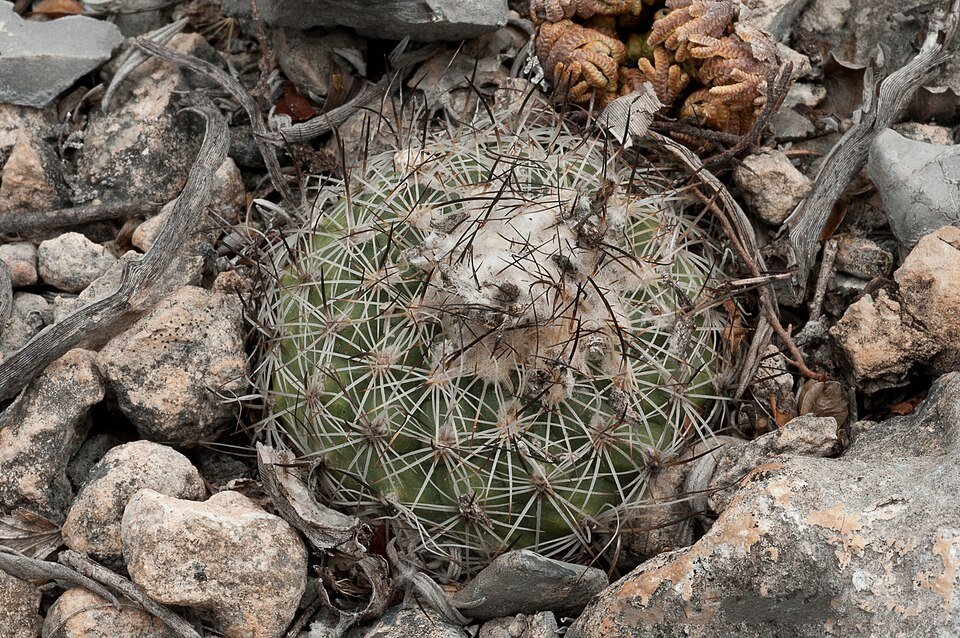 Turbinicarpus saueri cactus met roze bloem en stenen achtergrond.