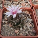 Turbinicarpus schmiedickeanus cactus in La Perdida habitat.