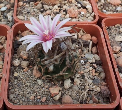 Turbinicarpus schmiedickeanus cactus in La Perdida habitat.