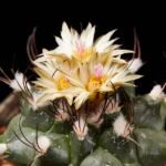 Turbinicarpus swobodae cactus met roze bloemen in bloei op rotsachtig woestijnlandschap.