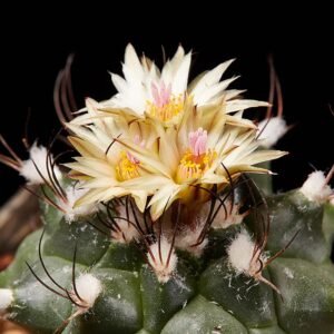Turbinicarpus swobodae cactus met roze bloemen in bloei op rotsachtig woestijnlandschap.