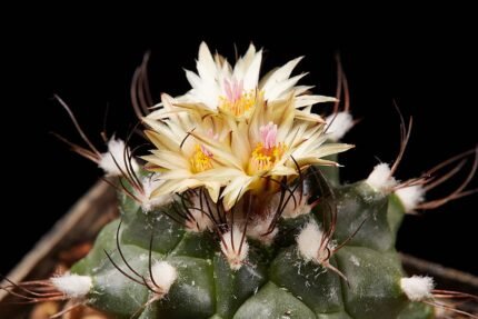 Turbinicarpus swobodae cactus met roze bloemen in bloei op rotsachtig woestijnlandschap.