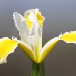 Turkse Irisbloem in paars en geel, groene bladeren, volle bloei.