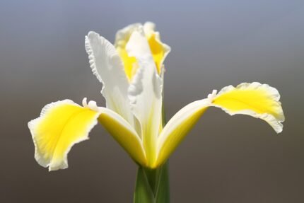 Turkse Irisbloem in paars en geel, groene bladeren, volle bloei.