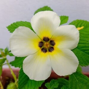 Turnera ulmifolia plant met gele bloemen en ovale bladeren.