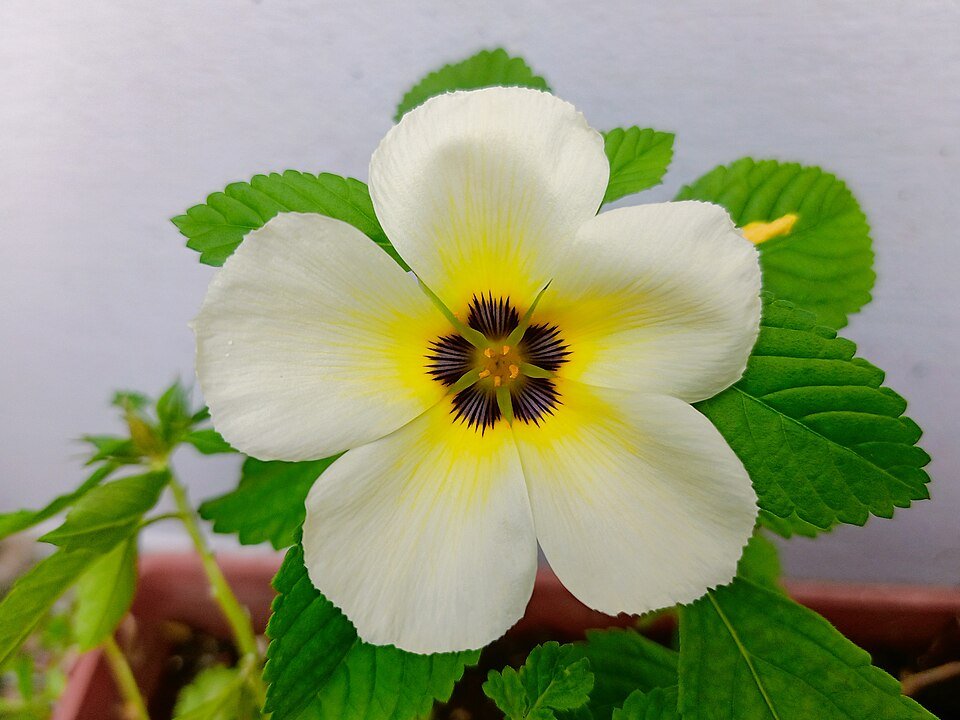 Turnera ulmifolia plant met gele bloemen en ovale bladeren.
