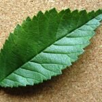 Dark green irregularly shaped Ulmus 'Fuente Umbria' leaf with serrated edges.