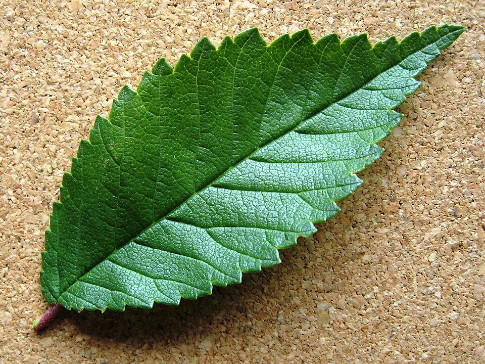 Dark green irregularly shaped Ulmus 'Fuente Umbria' leaf with serrated edges.