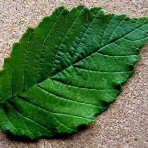 Close-up van groen blad van Ulmus minor 'Majadahonda' met fijne nerven.