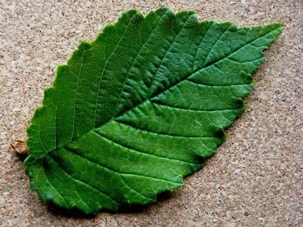 Close-up van groen blad van Ulmus minor 'Majadahonda' met fijne nerven.